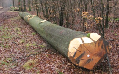 Impact de la zone d&rsquo;interdiction d&rsquo;accès en forêt pour cause de Peste Porcine Africaine sur la filière bois