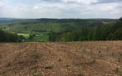 La Région wallonne octroie un premier soutien financier pour la régénération des forêts