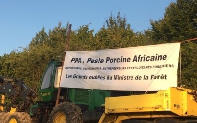 Peste Porcine Africaine (PPA) : 30.000 hectares de notre forêt wallonne menacés par l’oubli