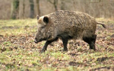 Peste Porcine Africaine : après 2 ans et demi, le secteur forestier attend toujours les premiers 4 millions € d’indemnisations promis !