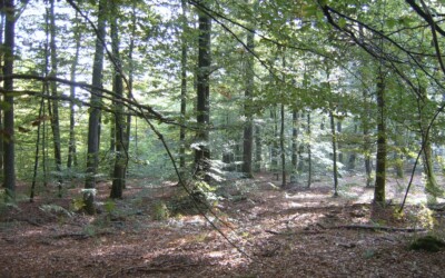 Certification forestière : lettre ouverte aux propriétaires et gestionnaires forestiers