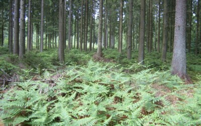 La filière forêt-bois condamne la communication du WWF sur le lien entre la « culture de l’épicéa » et les inondations