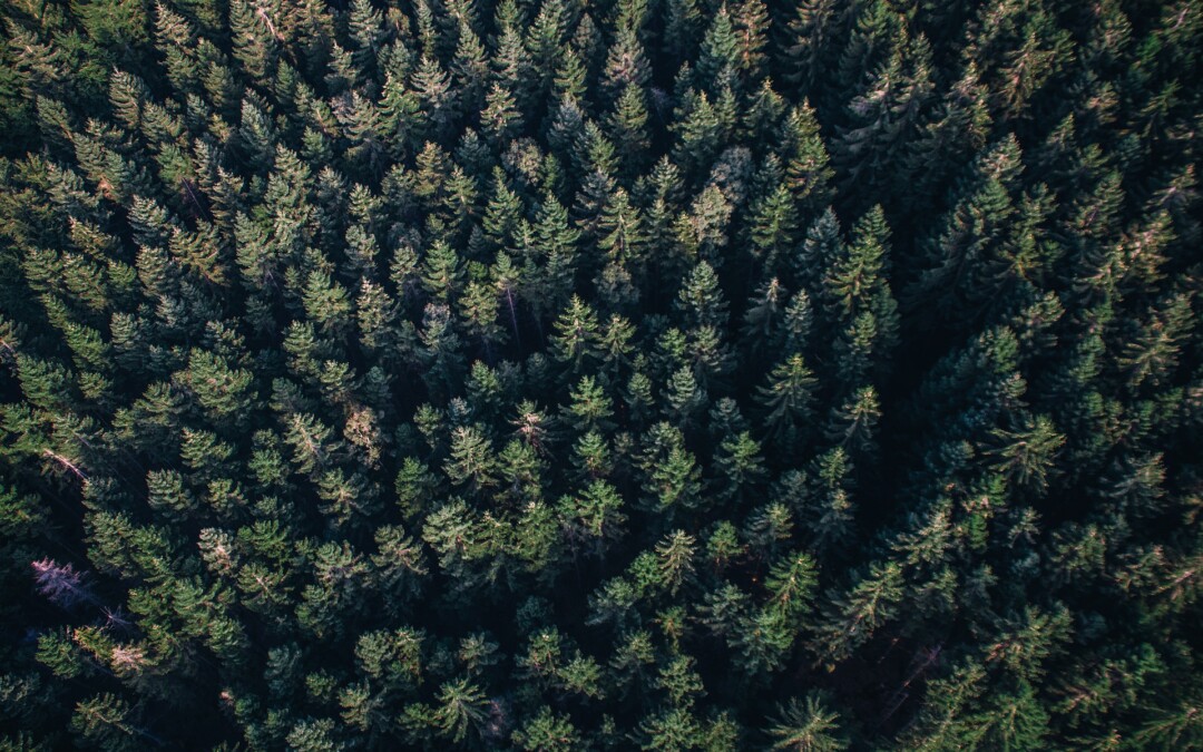Quelle forêt pour demain ?