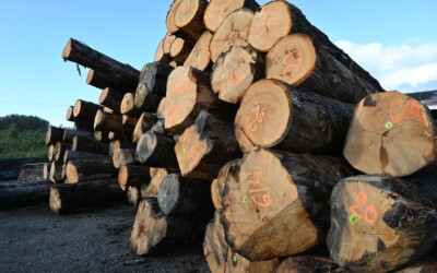 Ventes de bois de gré à gré pour les scieries : quel bilan tirer en 2022 ?