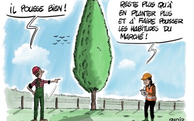 Valorisation du peuplier